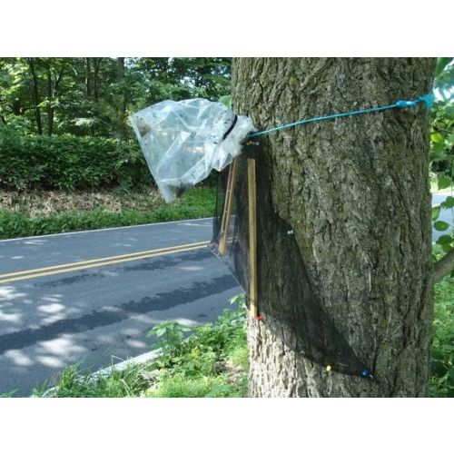 Spotted Wing Lanternfly Disposable Bag Trap