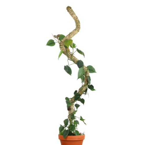 There are countless styles and shapes you can make to train your indoor plants to grow how and where you want them to.